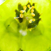 企业授权版的DDOS压力测试